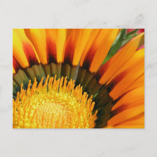 Gazania Postcard