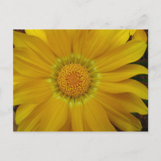 Gazania Postcard