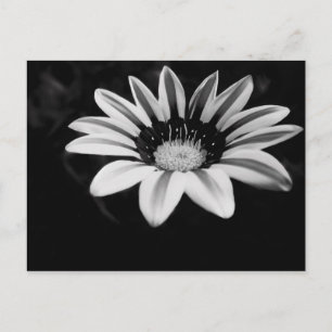 Gazania Postcard