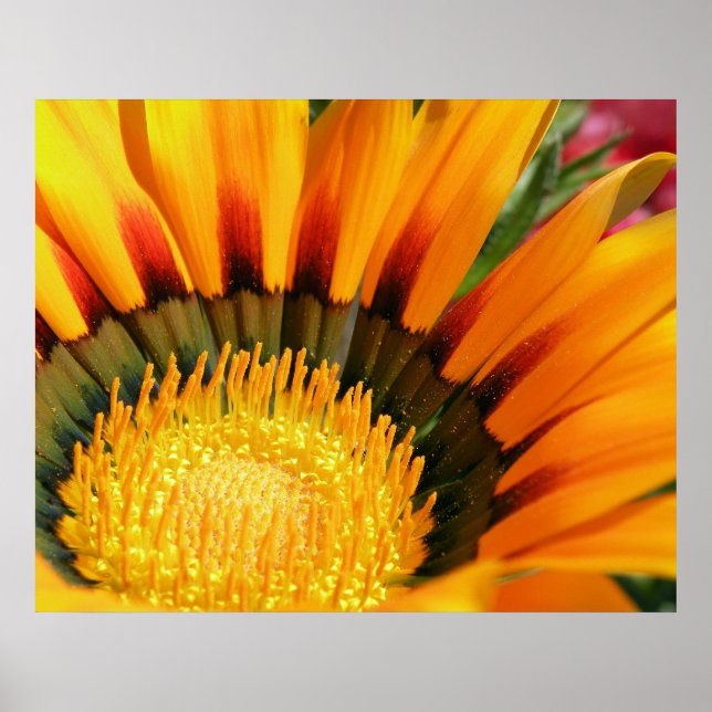 Gazania Poster (Front)