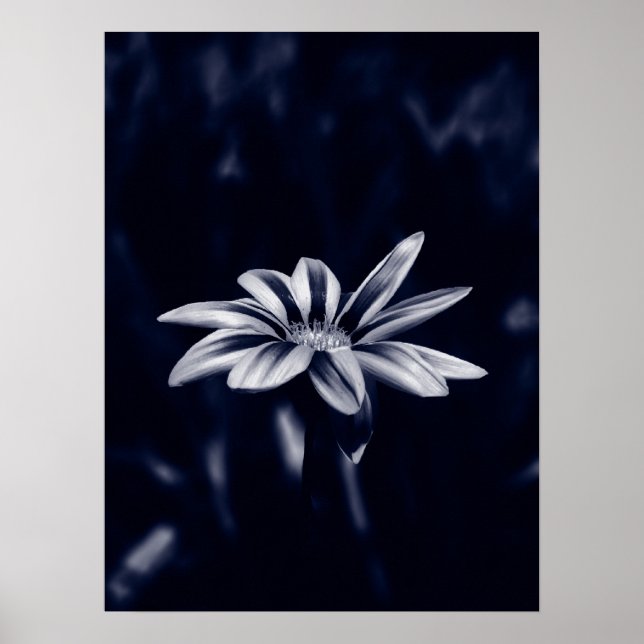 gazania poster (Front)