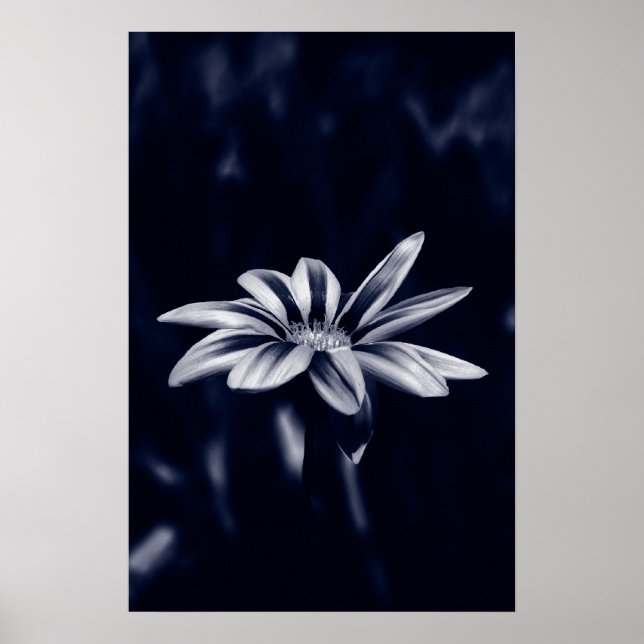gazania poster (Front)