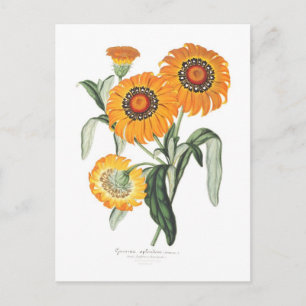 Gazania splendens postcard