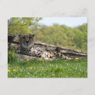 Gaze of the Cat: Cheetah Postcard