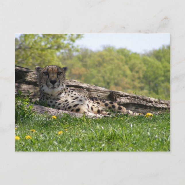Gaze of the Cat: Cheetah Postcard (Front)