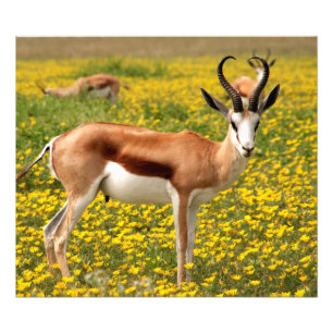 Gazelle in meadow photo print