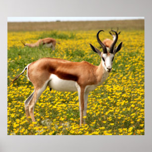 Gazelle in meadow poster
