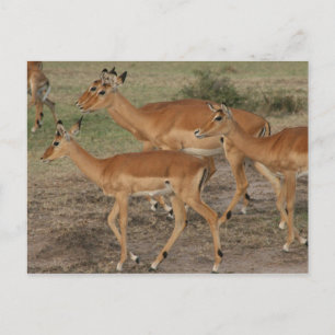 gazelle mara postcard