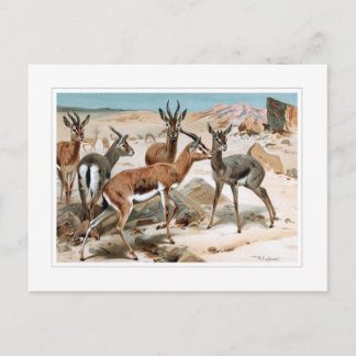 Gazelle Postcard