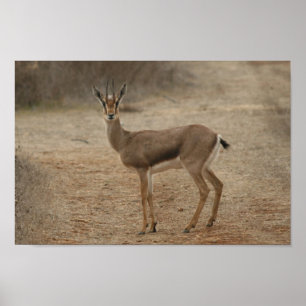 Gazelle Poster