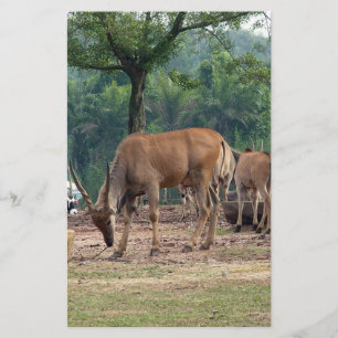 Gazelle, wild animal zoo,羚. flyer