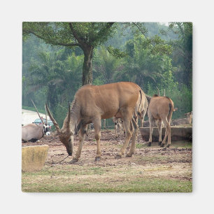 Gazelle, wild animal zoo,羚. magnet