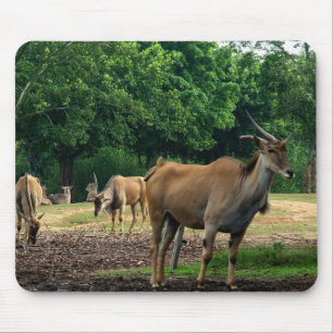 Gazelle, wild animal zoo,羚. mouse pad