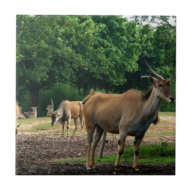 Gazelle, wild animal zoo,羚. tile (Front)
