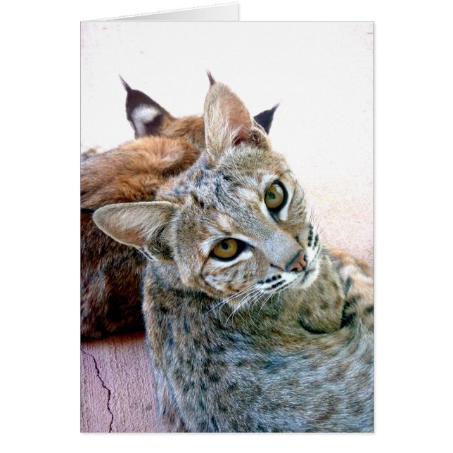 Gazely Stare | Customisable (Front)