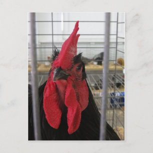 Gazing Chicken Postcard