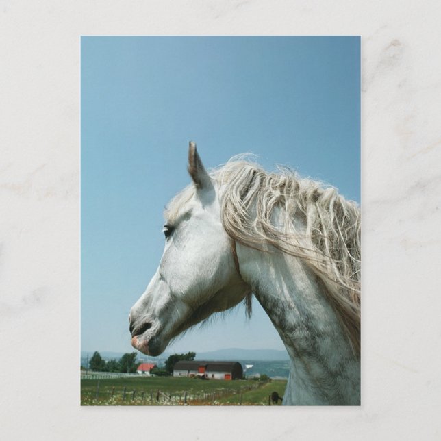 Gazing Dappled Grey Postcard (Front)