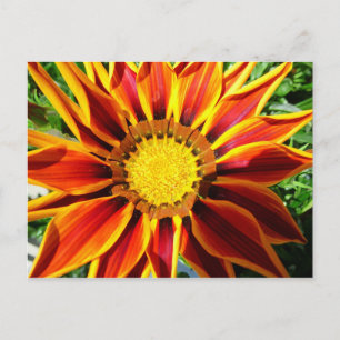 Gazinia III Postcard