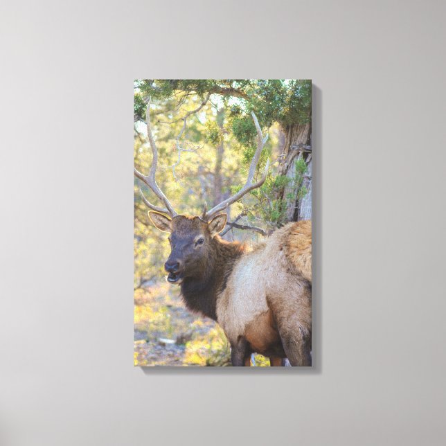 GC CANVAS PRINT (Front)