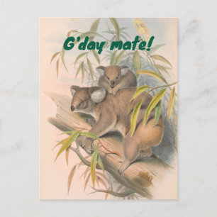 G'day Mate Australian Greeting with Koalas Postcard
