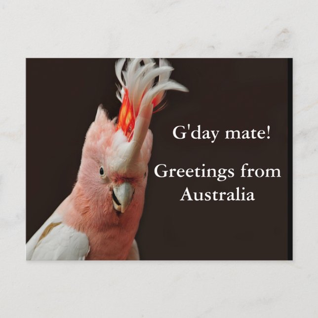 Gday mate! greetings from Australia Postcard (Front)