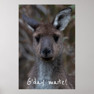 G'day Mate Western Grey Kangaroo Poster