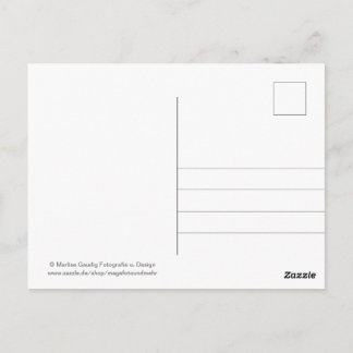 Geburtstags Schneckenpost Postcard