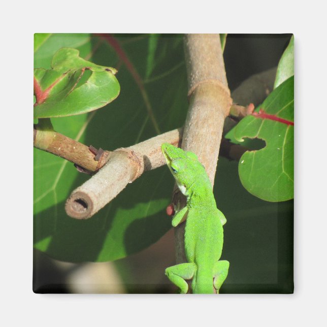 Gecko Chameleon Magnet (Front)