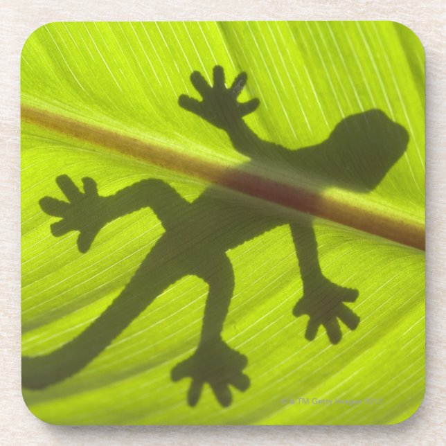 Gecko Coaster (Front)