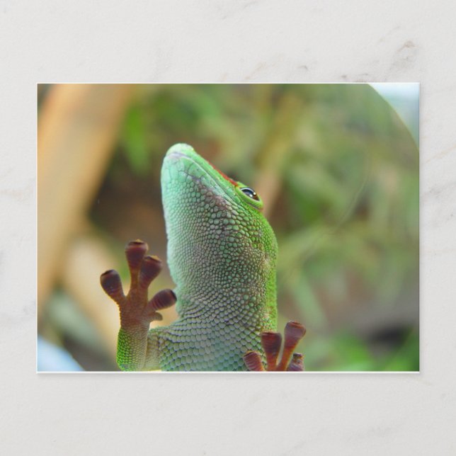 Gecko - for lovers of lizards ! postcard (Front)