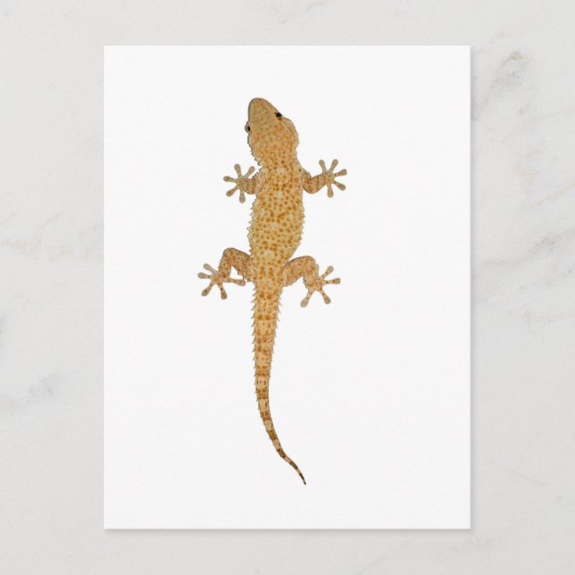 gecko lizard postcard (Front)