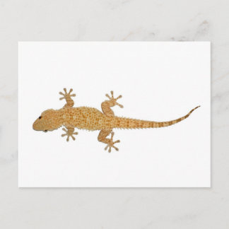 gecko lizard postcard