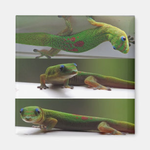gecko magnet