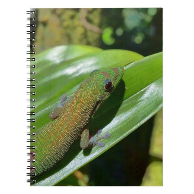 gecko notebook (Front)
