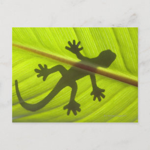 Gecko Postcard