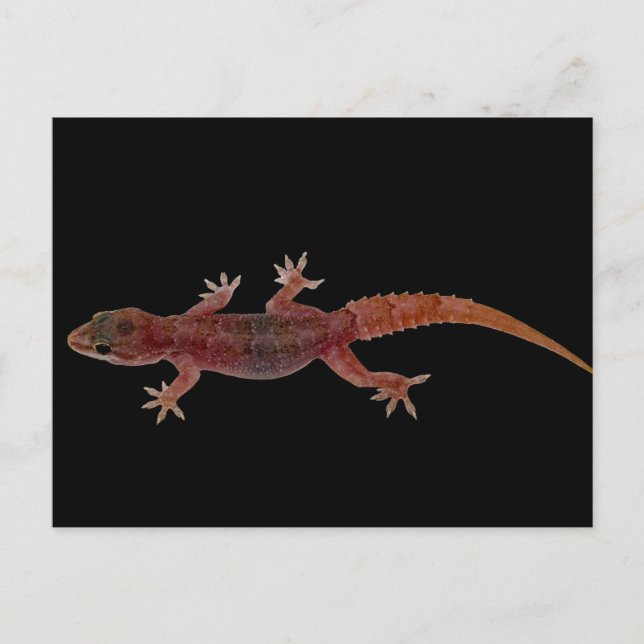 Gecko Postcard (Front)