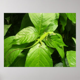 Gecko Poster