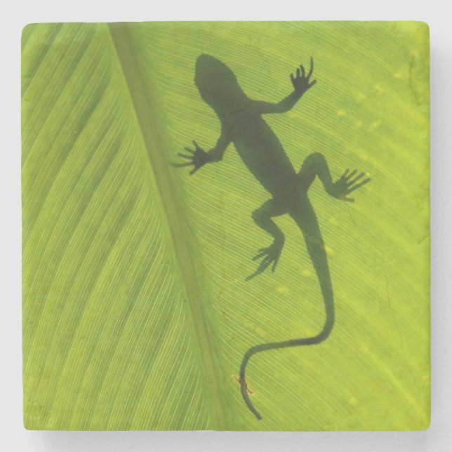 Gecko Silhouette Stone Coaster (Front)