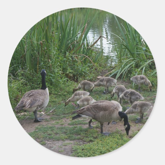 Geese and Goslings Stickers (Front)