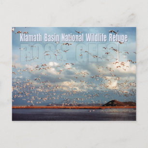 Geese at Klamath Basin National Wildlife Refuge Postcard