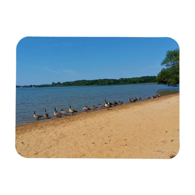 Geese at Silver Lake, Wisconsin Magnet (Horizontal)
