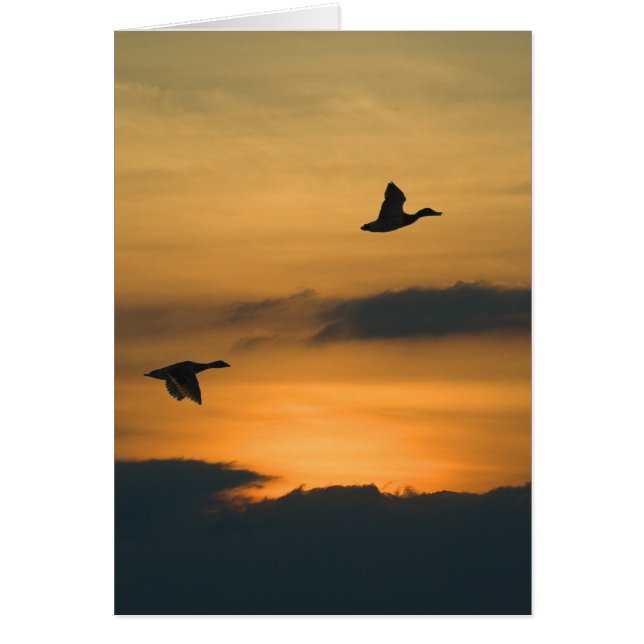 Geese at sunset (Front)