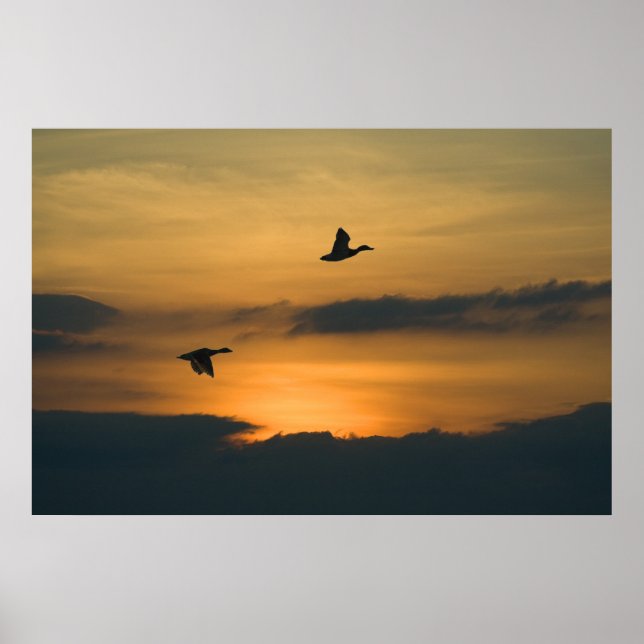 Geese at sunset poster (Front)