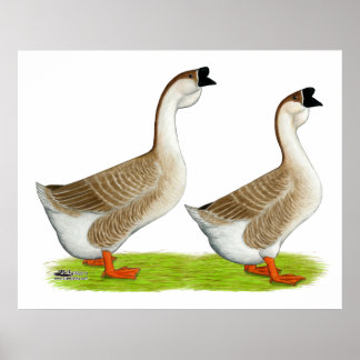 Geese: Buff African Poster
