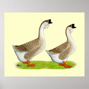 Geese:  Buff African Poster