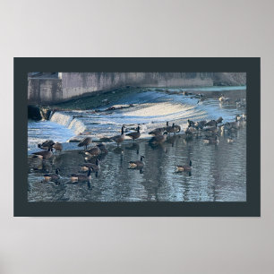 Geese by Waterfall Photo Poster