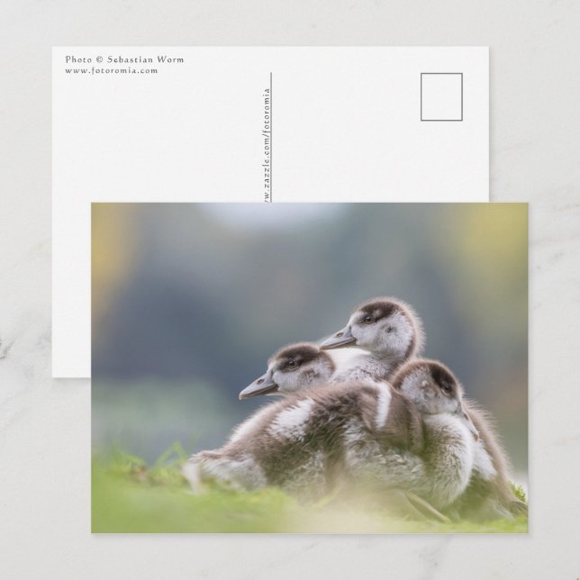 Geese Chicks Nature Photo Postcard (Front/Back)