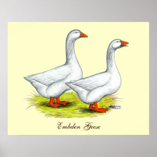 Geese:  Embden Pair Poster
