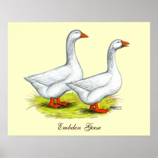 Geese: Embden Pair Poster
