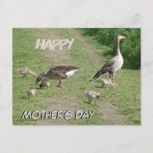 Geese Family Happy Mother's Day Postcard